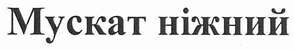 мускат ніжний