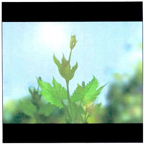 Фігуративна марка № m201101759