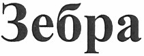 зебра