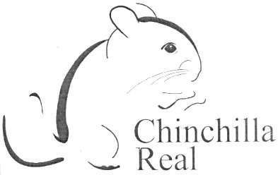 chinchilla real