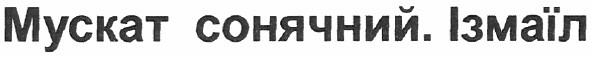 мускат сонячний. ізмаїл