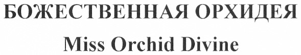 божественная орхидея