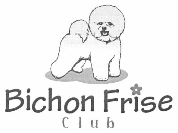 bichon frise club