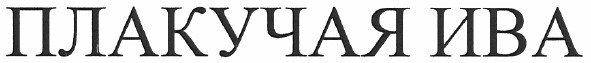 плакучая ива