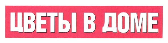 цветы в доме