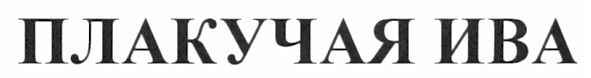 плакучая ива