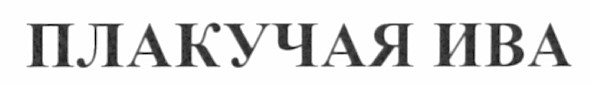 плакучая ива