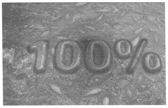 100%