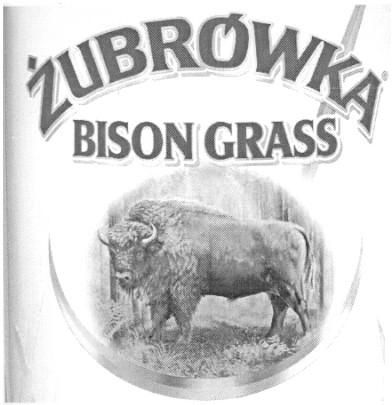 bison grass