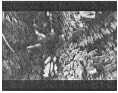 Фігуративна марка № m201215588