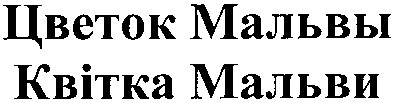 квітка мальви