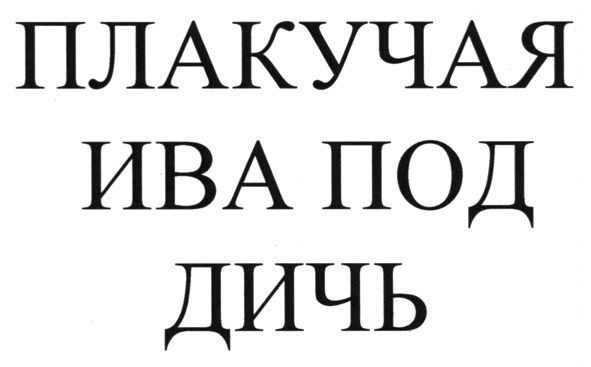 плакучая ива под дичь