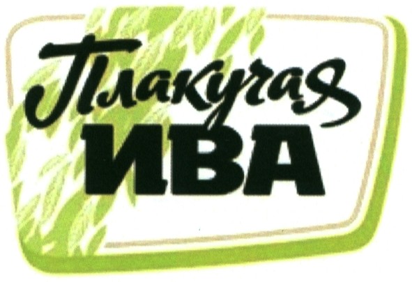 плакучая ива