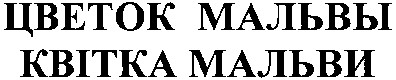 квітка мальви