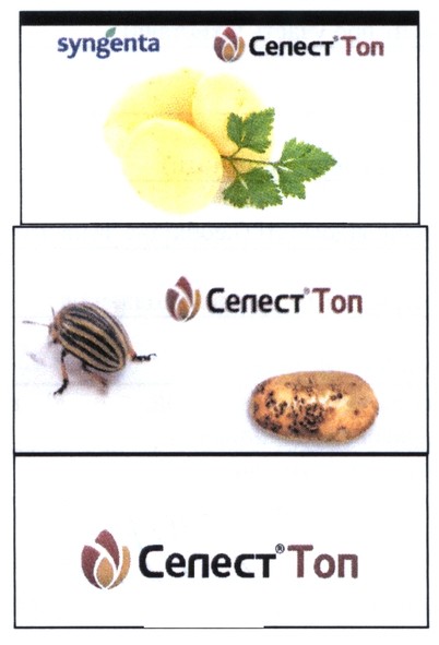 селест топ