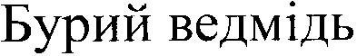 бурий ведмідь