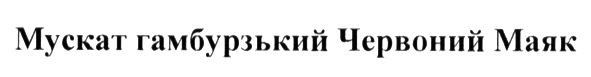 мускат гамбурзький червоний маяк