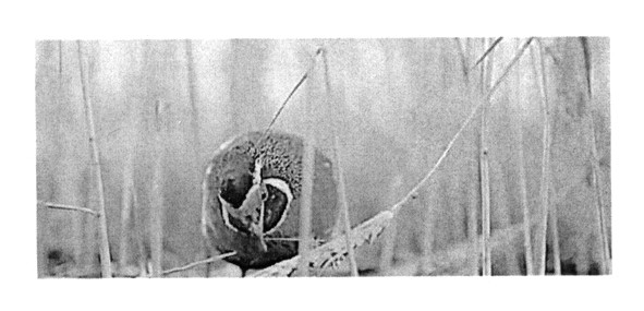 Фігуративна марка № 195616
