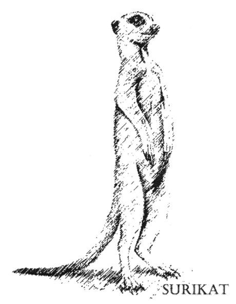 surikat