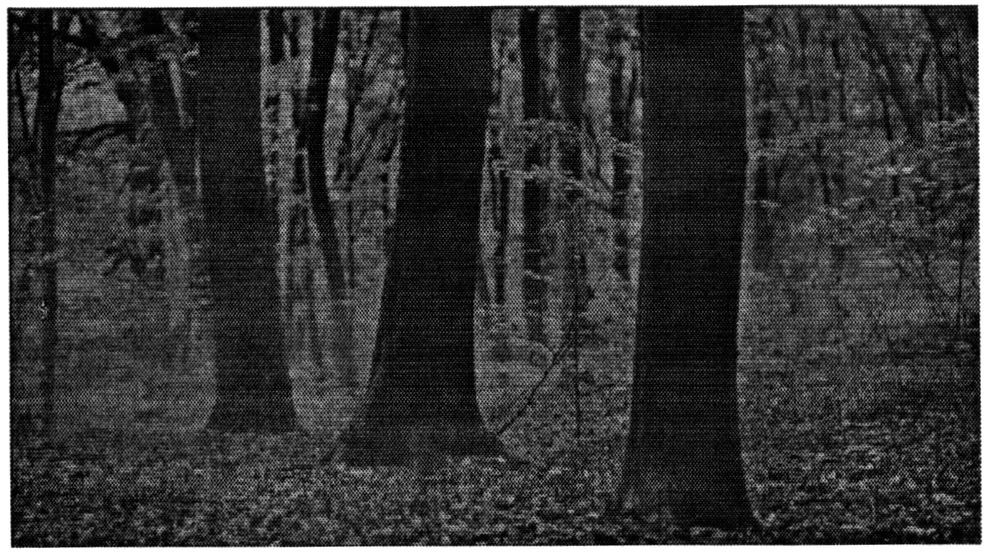 Фігуративна марка № m201319625