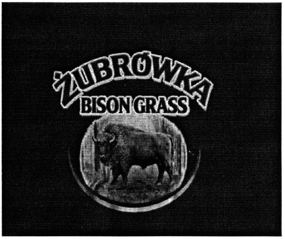 bison grass