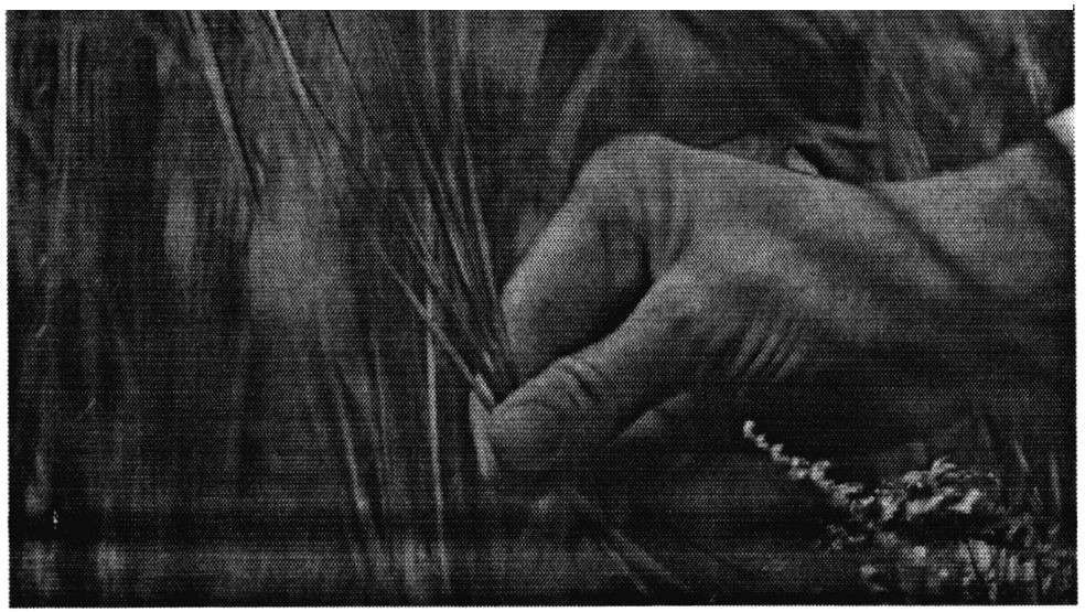 Фігуративна марка № m201319632