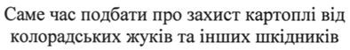 саме час подбати про захист картоплі від колорадських жуків та інших шкідників