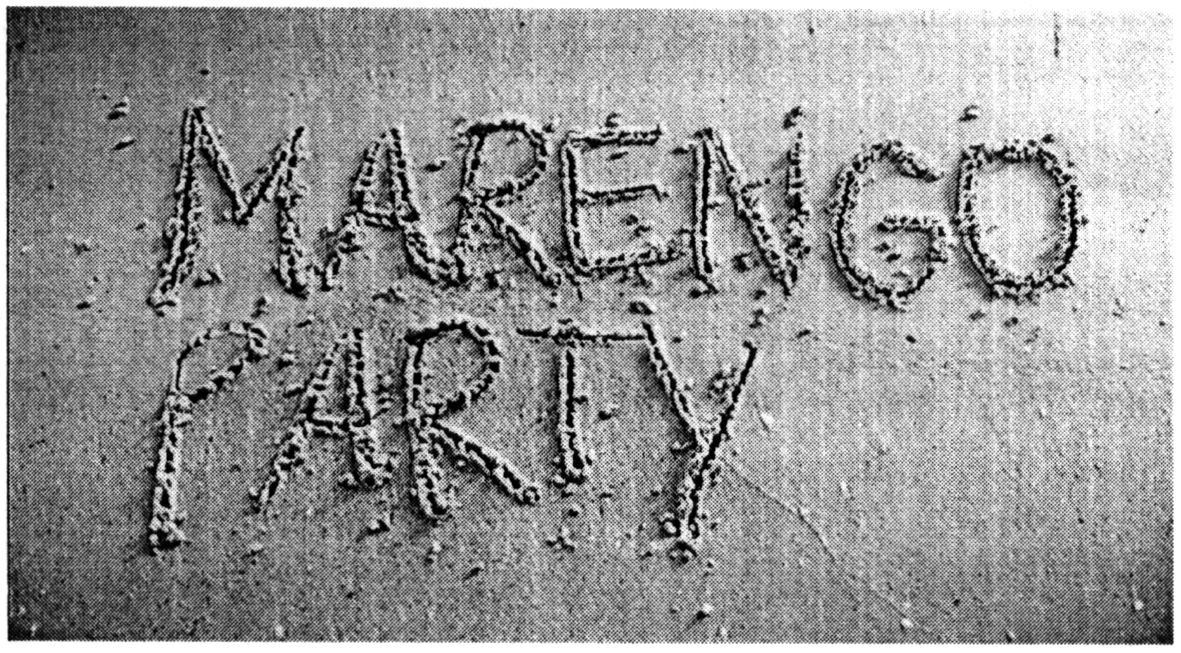 marengo party