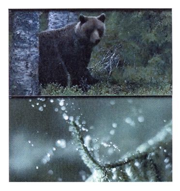 Фігуративна марка № 200894