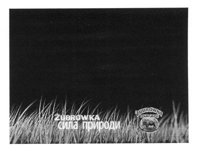 zubrowka bison grass
