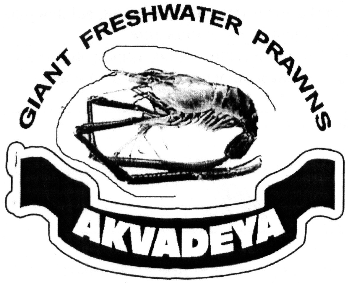 giant freshwater prawns