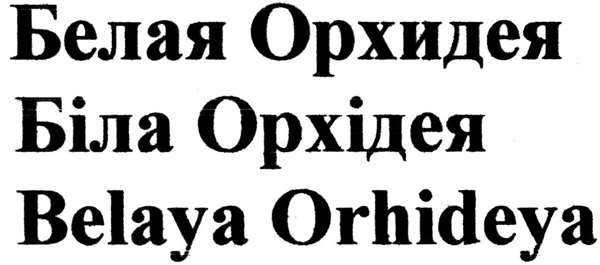 belaya orhideya