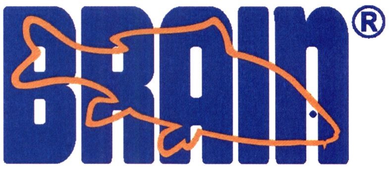 brain