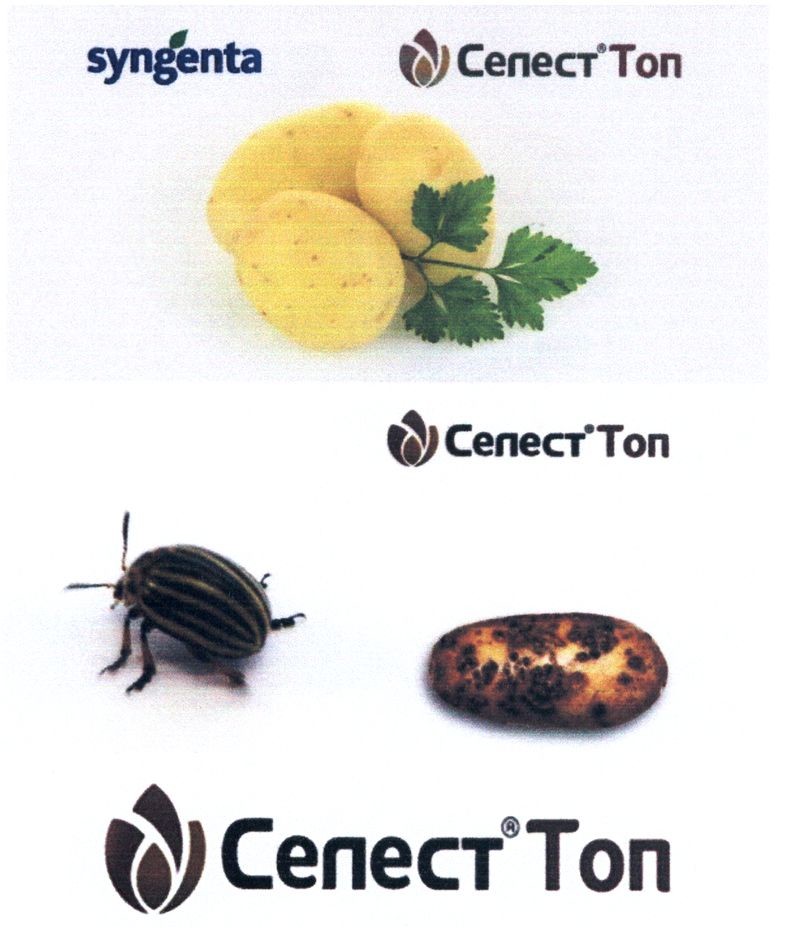 селест` топ