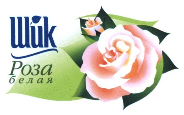 роза белая