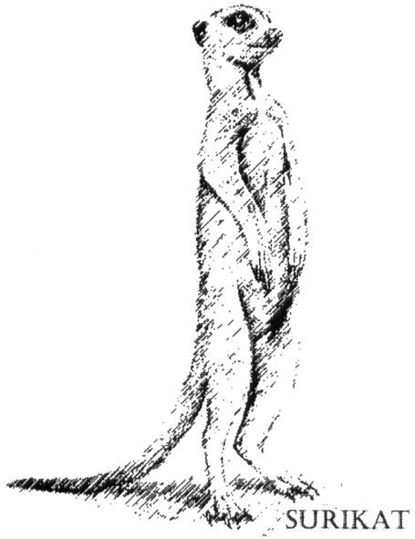 surikat