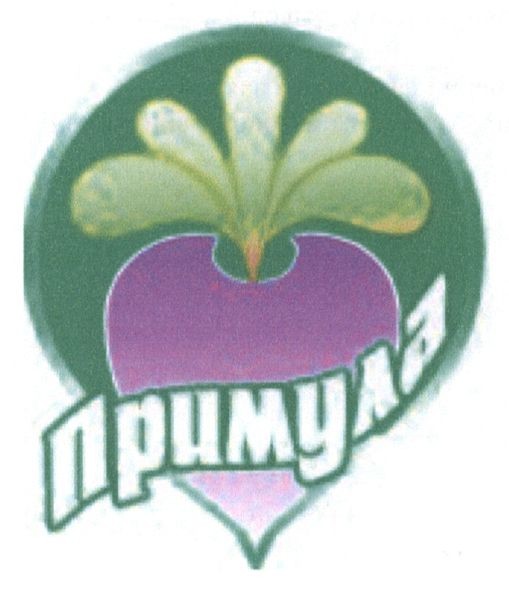 примула