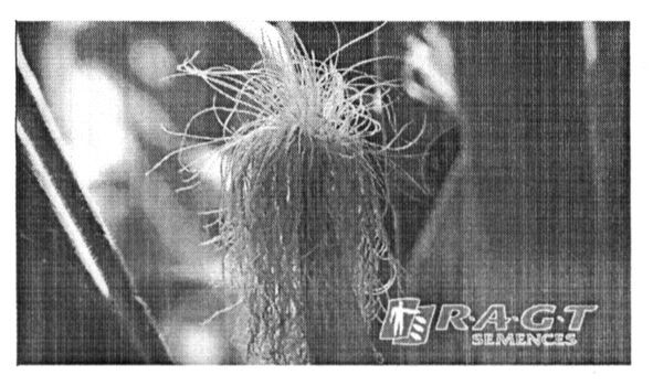 ragt semences