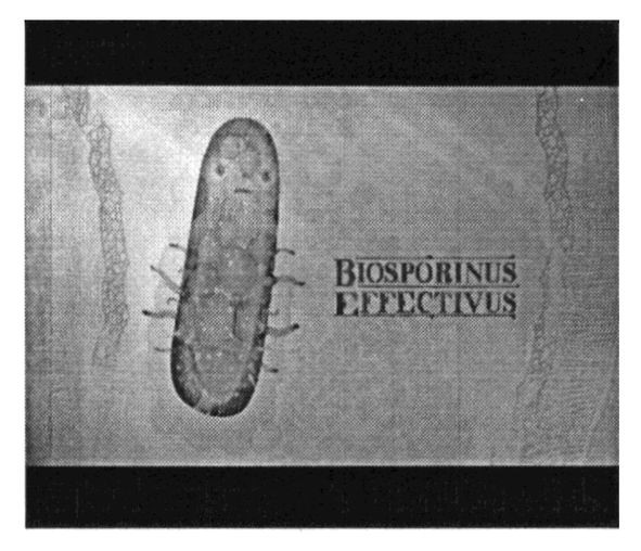 biosporinus effectivus