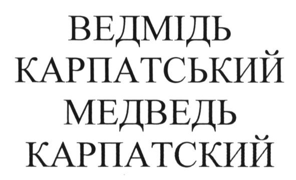 ведмідь карпатський