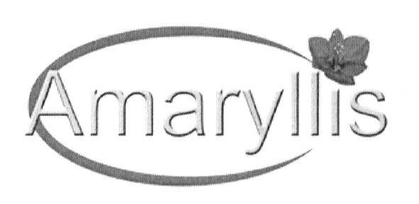 amaryllis