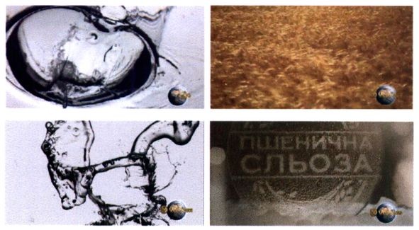 пшенична сльоза