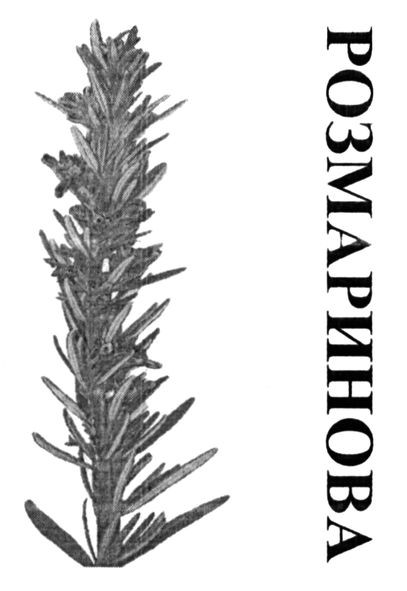 розмаринова