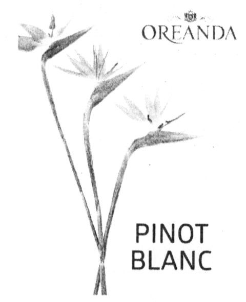 pinot blanc