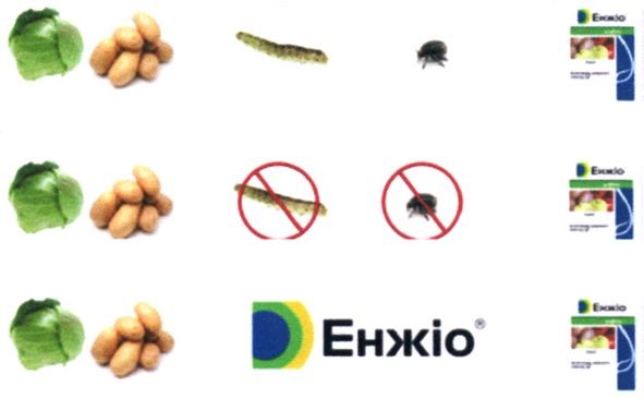 енжіо