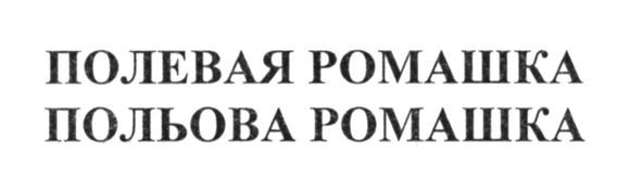 полевая ромашка