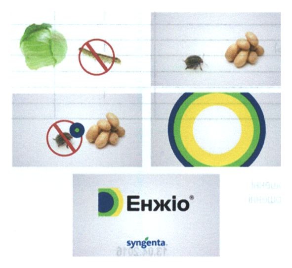 syngenta