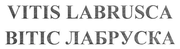 вітіс лабруска