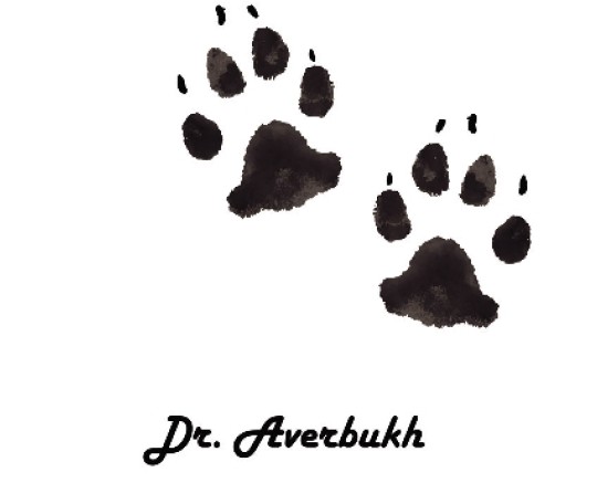 dr. averbukh