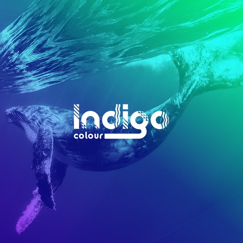 indigo colour